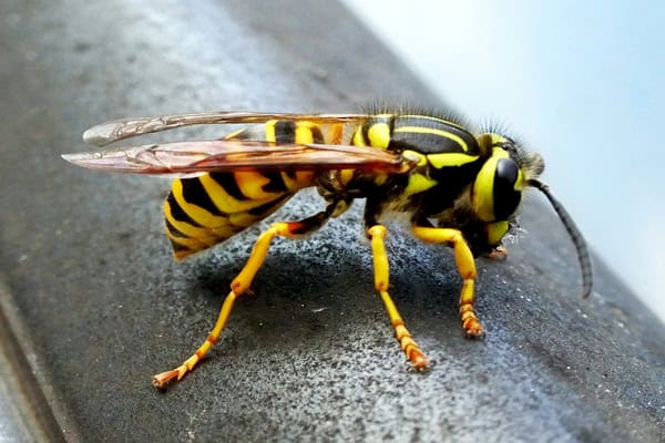 Abeille tueuse de nids de guêpes, anti-nuisibles efficace, spécialiste en dératisation dans le Sarladais.