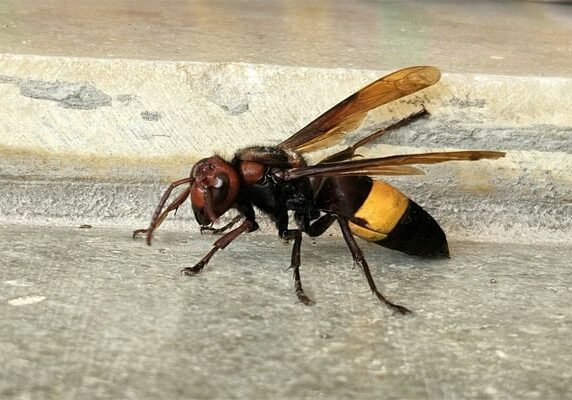 Destruction nid de frelons 24, frelon asiatique à Sarlat et alentours.