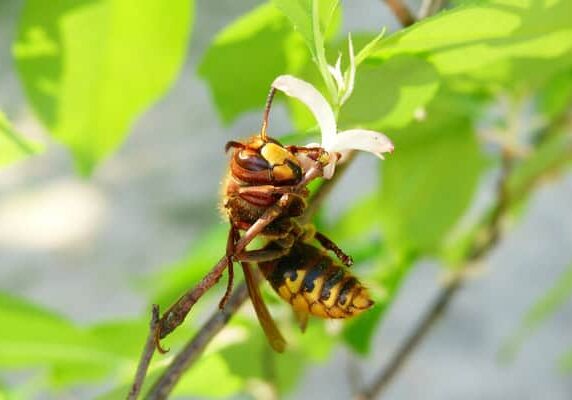 Destruction nid de frelons et guêpes dans le Sarladais