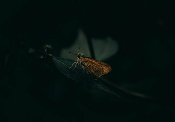 Insecte nuisible, lutter contre les mites et punaises de lit sarlat