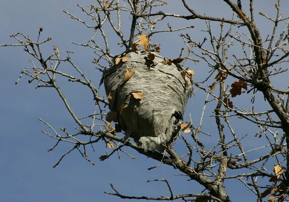 Destruction nid de frelons 24, traitement écologique Sarlat.