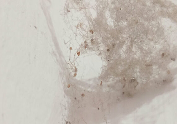 Intrusion de moisissure et saleté, expert en extermination de punaises de lit à Sarlat.