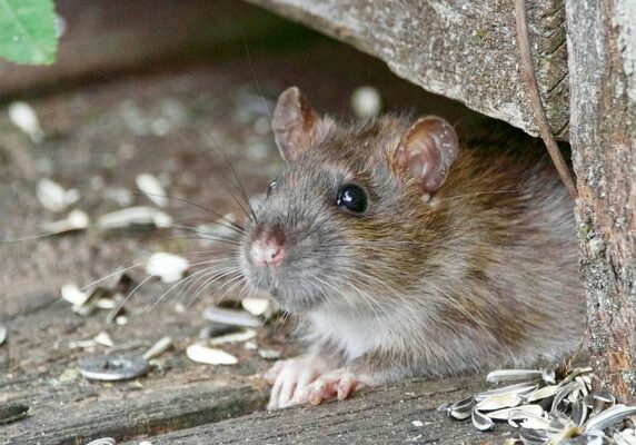 Raton de souris près de l'entrée de nidification, contrôle des nuisibles efficace.