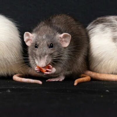 Rats nuisibles extermination Sarlat. Dératisation et Désinsectisation en Dordogne