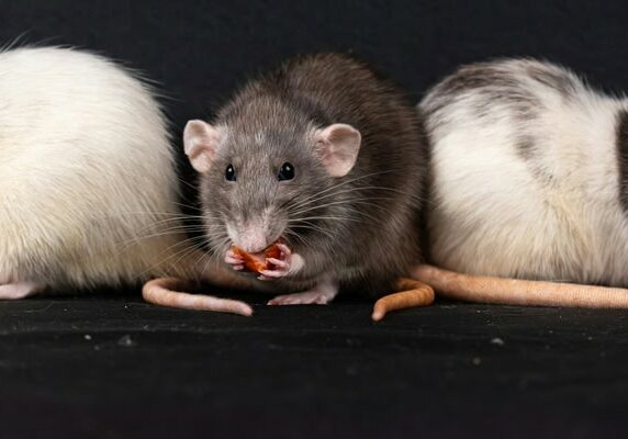 Rats nuisibles extermination Sarlat. Dératisation et Désinsectisation en Dordogne